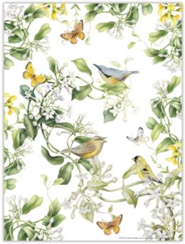 Janneke Brinkman poster  VOGELS EN VLINDERS
