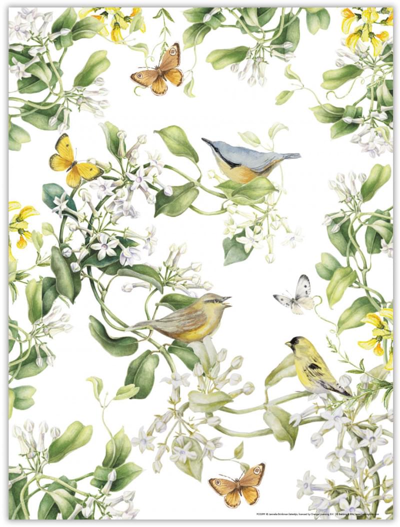 Janneke Brinkman poster VOGELS EN VLINDERS
